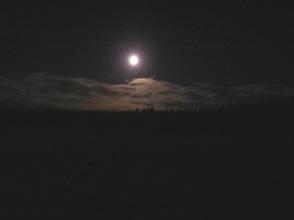 Kuutamo